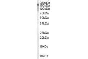 ABIN2562994 (0. (TSC1 Antikörper  (C-Term, Isoform 1))