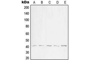 Western blot analysis of WNT1 expression in HEK293T (A), SP2/0 (B), H9C2 (C), WI38 (D), NIH3T3 (E) whole cell lysates. (WNT1 Antikörper  (C-Term))