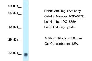 WB Suggested Anti-Tagln Antibody Titration:  1 ug/ml  Positive Control:  Rat Lung lysate (Transgelin Antikörper  (C-Term))