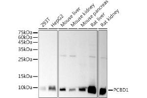 Western blot analysis of extracts of various cell lines, using (ABIN7269743) at 1:1000 dilution.