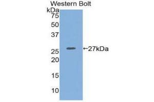 Western Blotting (WB) image for anti-Integrin alpha 2 (ITGA2) (AA 170-361) antibody (ABIN1174378)