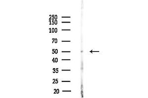 anti-Intraflagellar Transport 52 Homolog (IFT52) (Internal Region) antibody
