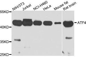 anti-Activating Transcription Factor 4 (Tax-Responsive Enhancer Element B67) (ATF4) (AA 1-351) antibody