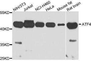 Western blot analysis of extracts of various cell lines, using ATF4 antibody. (ATF4 Antikörper  (AA 1-351))