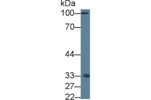Western Blot; Sample: Rat Liver lysate; Primary Ab: 1µg/ml Rabbit Anti-Rat MRPL1 Antibody Second Ab: 0. (MRPL1 Antikörper  (AA 141-323))