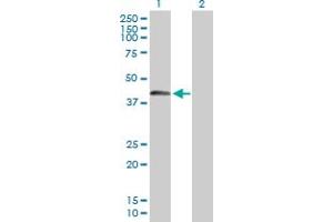 SPESP1 Antikörper  (AA 1-350)