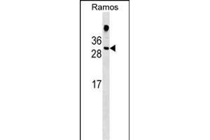 HDGFL1 Antibody (Center) (ABIN1537751 and ABIN2848823) western blot analysis in Ramos cell line lysates (35 μg/lane). (HDGFL1 Antikörper  (AA 110-138))