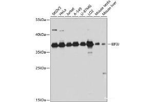 Western blot analysis of extracts of various cell lines using EIF3J Polyclonal Antibody at dilution of 1:3000. (EIF3S1 Antikörper)