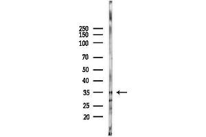 anti-Splicing Factor, Arginine/Serine Rich 7 (SFRS7) (Internal Region) antibody