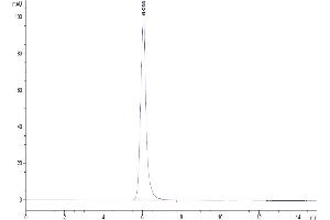 The purity of Human FGFR2 alpha (IIIb) is greater than 95 % as determined by SEC-HPLC.