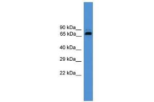 USP2 antibody used at 0. (USP2 Antikörper  (Middle Region))