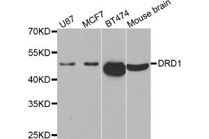 Western blot analysis of extracts of various cell lines, using DRD1 antibody (ABIN5971495) at 1/500 dilution. (Dopamine Receptor d1 Antikörper)