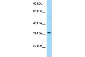 WB Suggested Anti-OR13G1 Antibody Titration: 1. (OR13G1 Antikörper  (C-Term))