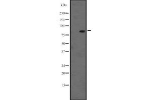 RASEF anticorps  (C-Term)