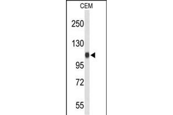 Importin 11 Antikörper  (C-Term)