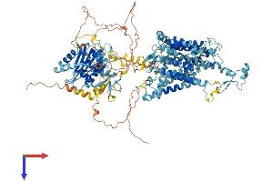 SLC4A10 Protein (AA 1-1118) (His tag)
