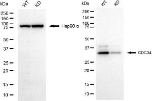 Western blotting analysis using CDC34 antibody (ABIN7798009). (Rekombinanter CDC34 Antikörper)