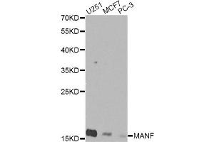 Western blot analysis of extracts of various cell lines, using MANF Antibody (ABIN5974212) at 1/1000 dilution. (MANF Antikörper)