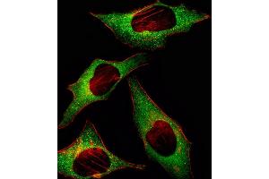 Fluorescent image of Hela cell stained with HIP2 Antibody (Center) (ABIN1882088 and ABIN2839151)/SH030911H. (UBE2K Antikörper  (AA 109-139))