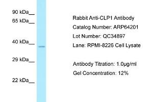 Western Blotting (WB) image for anti-Cleavage and Polyadenylation Factor I Subunit 1 (CLP1) (C-Term) antibody (ABIN2789763)