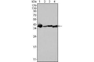 Western Blot showing NPM antibody used against SMMC-7721 (1), HepG2 (2), Hela (3) and HEK293 (4) cell lysate. (NPM1 Antikörper)