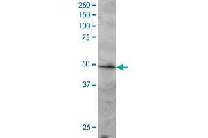 IRF2 polyclonal antibody  staining (2 ug/mL) of Jurkat lysate (RIPA buffer, 30 ug total protein per lane). (IRF2 Antikörper  (C-Term))