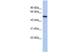 WB Suggested Anti-ACCN1 Antibody Titration:  0. (ACCN1 Antikörper  (Middle Region))