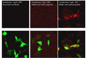 Immunofluorescence of Rabbit Anti-Cas9 Antibody. (CRISPR-Cas9 (C-Term) Antikörper (DyLight 800))