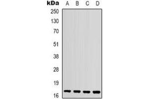 Western blot analysis of IL-1F10 expression in mouse kidney (A), mouse heart (B), mouse brain (C), rat spleen (D) whole cell lysates. (IL1F10 Antikörper  (C-Term))