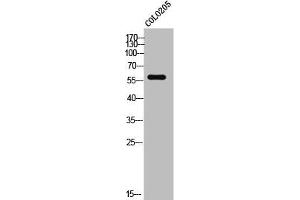 Western Blot analysis of COLO205 cells using Elongin A3 Polyclonal Antibody (TCEB3C Antikörper  (C-Term))