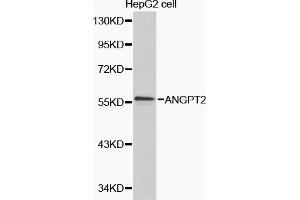Western blot analysis of extracts of HepG2 cells, using ANGPT2 antibody (ABIN5970271) at 1/1000 dilution.