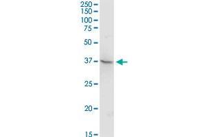 TEX13A MaxPab rabbit polyclonal antibody. (TEX13A Antikörper  (AA 1-409))
