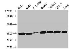 Western Blot Positive WB detected in: Hela whole cell lysate, A549 whole cell lysate, Colo320 whole cell lysate, HepG2 whole cell lysate, Jurkat whole cell lysate, MCF-7 whole cell lysate, Mouse lung tissue All lanes: EMD antibody at 2 μg/mL Secondary Goat polyclonal to rabbit IgG at 1/50000 dilution Predicted band size: 29 kDa Observed band size: 35 kDa (Emerin Antikörper  (AA 1-222))
