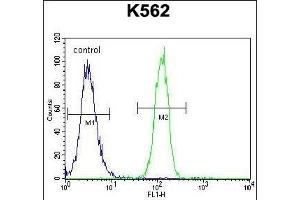 CCDC61 Antibody (N-term) (ABIN655534 and ABIN2845046) flow cytometric analysis of K562 cells (right histogram) compared to a negative control cell (left histogram).