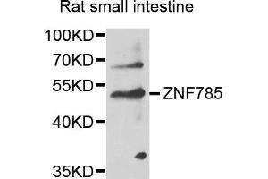 Western blot analysis of extracts of rat small intestine, using ZNF785 antibody. (ZNF785 Antikörper)