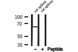 Western blot analysis of extracts from rat spleen, using SLC6A13 Antibody.