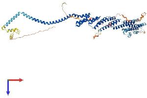 COG8 Protein (AA 1-640) (His tag)
