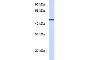 FDXR antibody used at 1 ug/ml to detect target protein. (Ferredoxin Reductase Antikörper  (Middle Region))