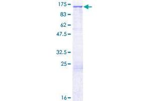 MMRN2 Protein (AA 1-949) (GST tag)