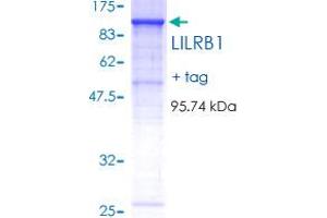 Image no. 1 for Leukocyte Immunoglobulin-Like Receptor, Subfamily B (With TM and ITIM Domains), Member 1 (LILRB1) (AA 18-650) protein (GST tag) (ABIN2752844)
