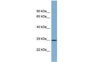 WB Suggested Anti-PRR16 Antibody Titration: 0. (PRR16 Antikörper  (Middle Region))