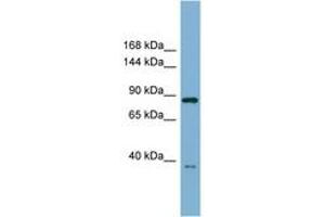 Image no. 1 for anti-Extended Synaptotagmin-Like Protein 3 (ESYT3) (AA 359-408) antibody (ABIN6741976) (ESYT3 Antikörper  (AA 359-408))