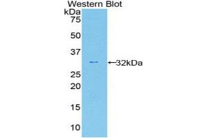 Western Blotting (WB) image for anti-Caspase 12 (Gene/pseudogene) (CASP12) (AA 1-244) antibody (ABIN1858237) (Caspase 12 Antikörper  (AA 1-244))