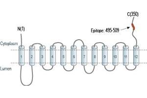 Representative domain view of the target of ABIN7885442.