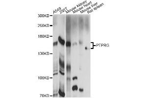 Western blot analysis of extracts of various cell lines, using PTPRG antibody (ABIN6293480) at 1:1000 dilution. (PTPRG Antikörper)