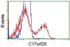 HEK293T cells transfected with either RC206740 overexpress plasmid (Red) or empty vector control plasmid (Blue) were immunostained by anti-C17orf28 antibody (ABIN2452860), and then analyzed by flow cytometry. (HID1/DMC1 Antikörper)