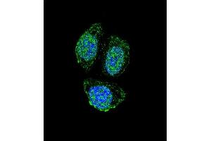 Confocal immunofluorescent analysis of IL17B Antibody (Center) (ABIN655941 and ABIN2845330) with Hela cell followed by Alexa Fluor 488-conjugated goat anti-rabbit lgG (green). (IL17B Antikörper  (AA 39-66))