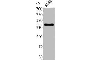 Western Blot analysis of K562 cells using RFC1 Polyclonal Antibody. (RFC1 Antikörper  (C-Term))