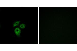 Peptide - +Immunofluorescence analysis of A549 cells, using CD234 antibody. (DARC Antikörper  (Internal Region))