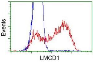 HEK293T cells transfected with either RC200062 overexpress plasmid (Red) or empty vector control plasmid (Blue) were immunostained by anti-LMCD1 antibody (ABIN2454491), and then analyzed by flow cytometry. (LMCD1 Antikörper)